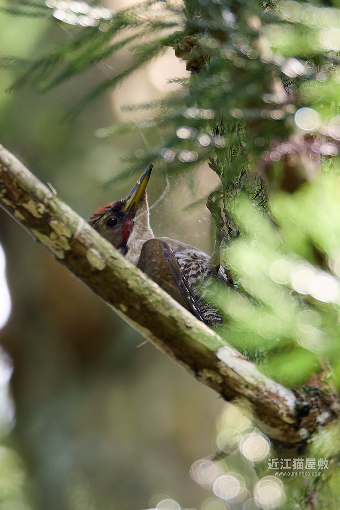 EOS R7で野鳥撮影 朽木 夏季探鳥の終わり キビタキ、アオゲラ他