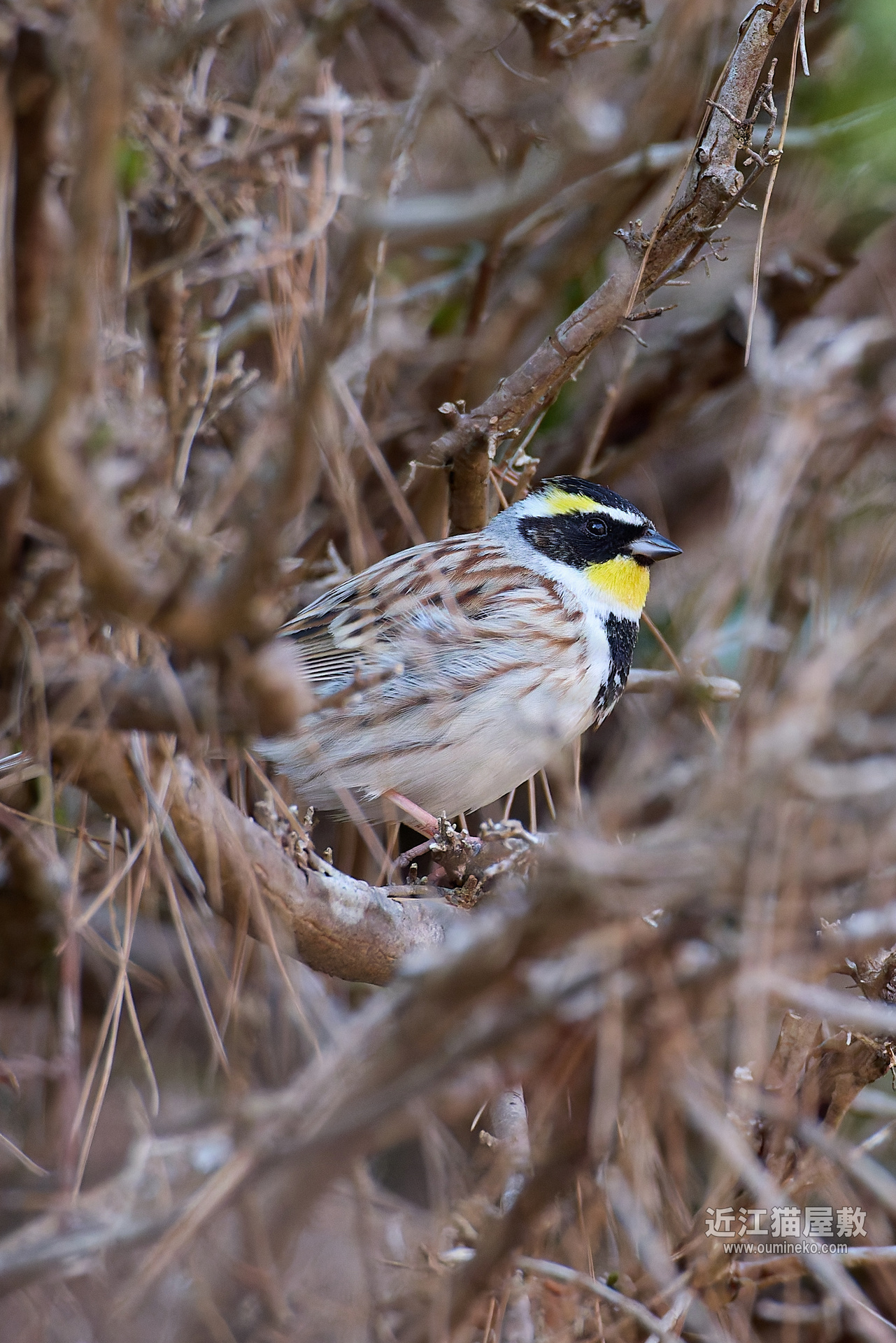 EOS R5 mark IIで野鳥撮影 探鳥地偵察 ミヤマホオジロ他 | 近江猫屋敷