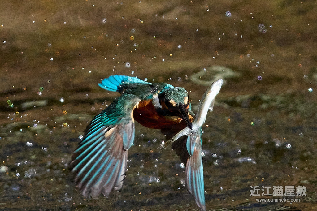 EOS R7, 1DX3 カワセミ