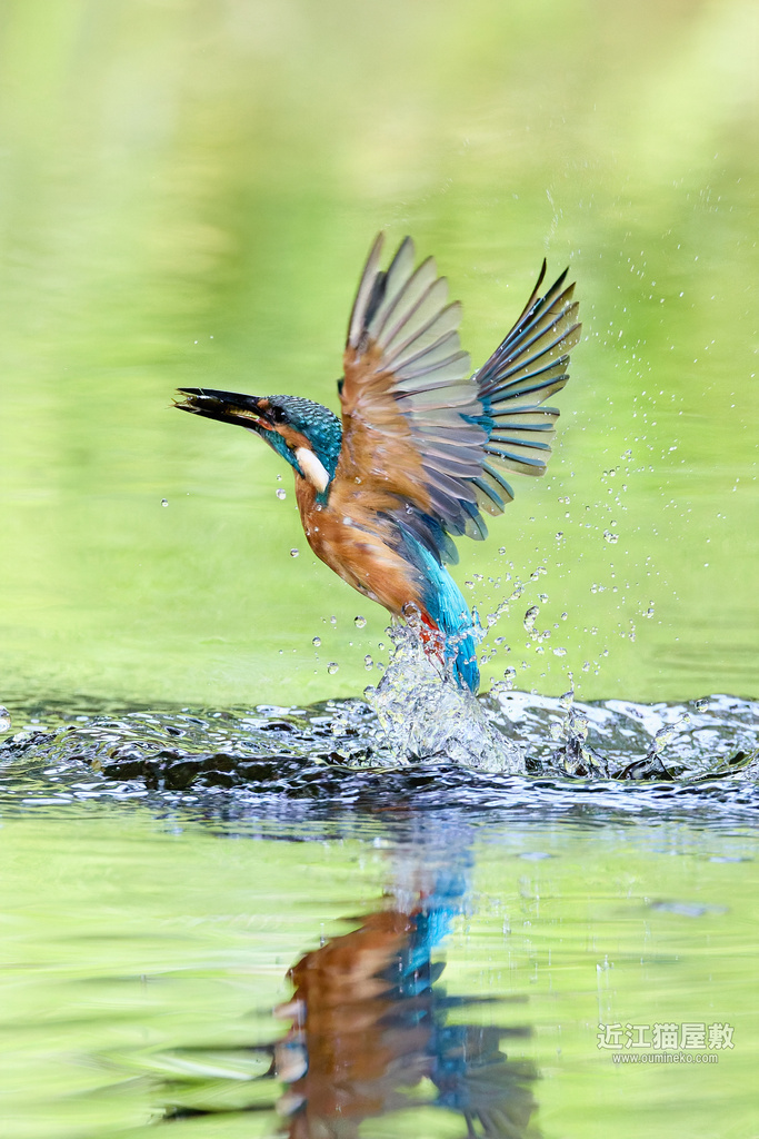 EOSで野鳥撮影 残暑のカワセミ撮影 秋の気配(EF800mm F5.6L IS USM、RF100-500mm F4.5-7.1L IS USM)