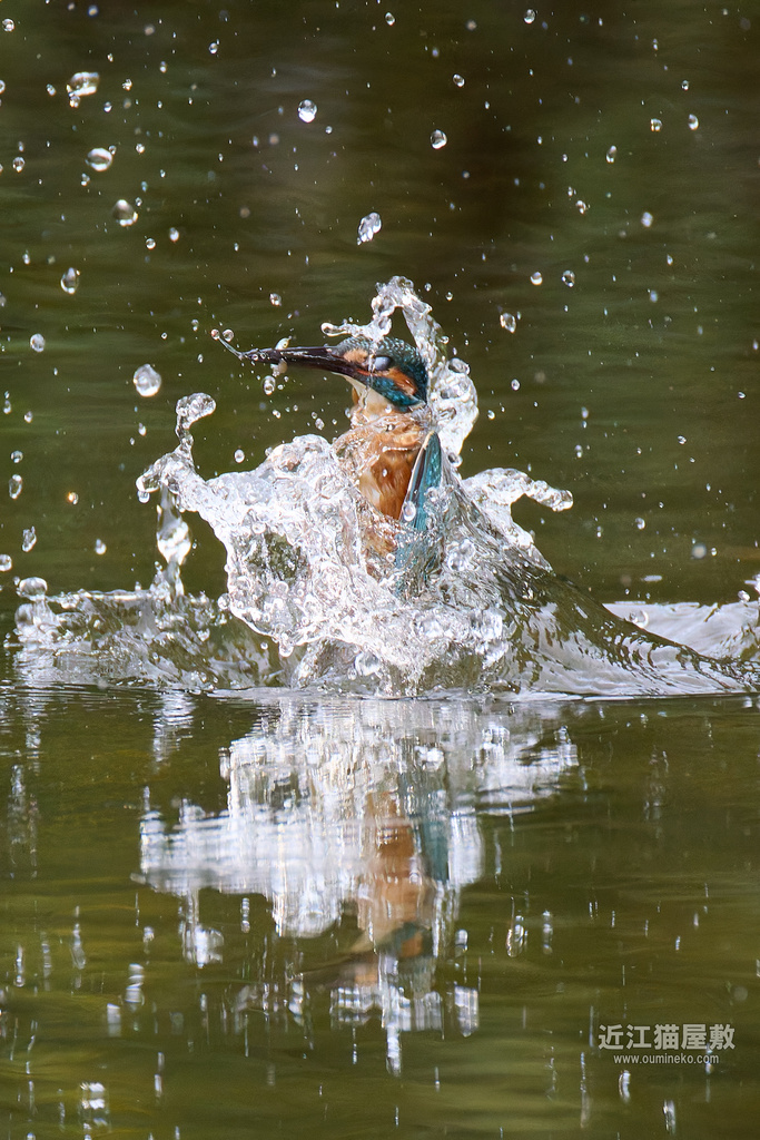 EOS R5 mark IIで野鳥撮影 カワセミ、アトリ、コサギ