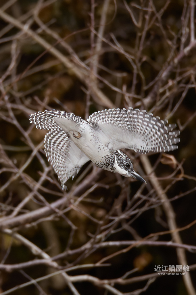 EOS R3,R7で野鳥撮影 榛原ヤマセミ