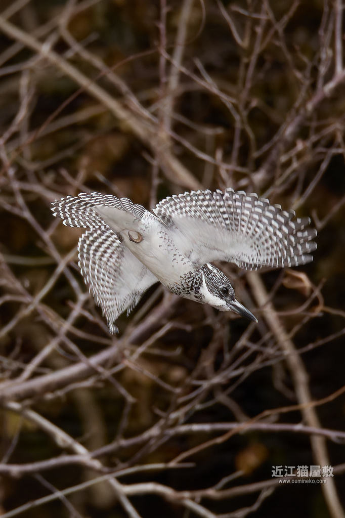 EOS R3,R7で野鳥撮影 榛原ヤマセミ