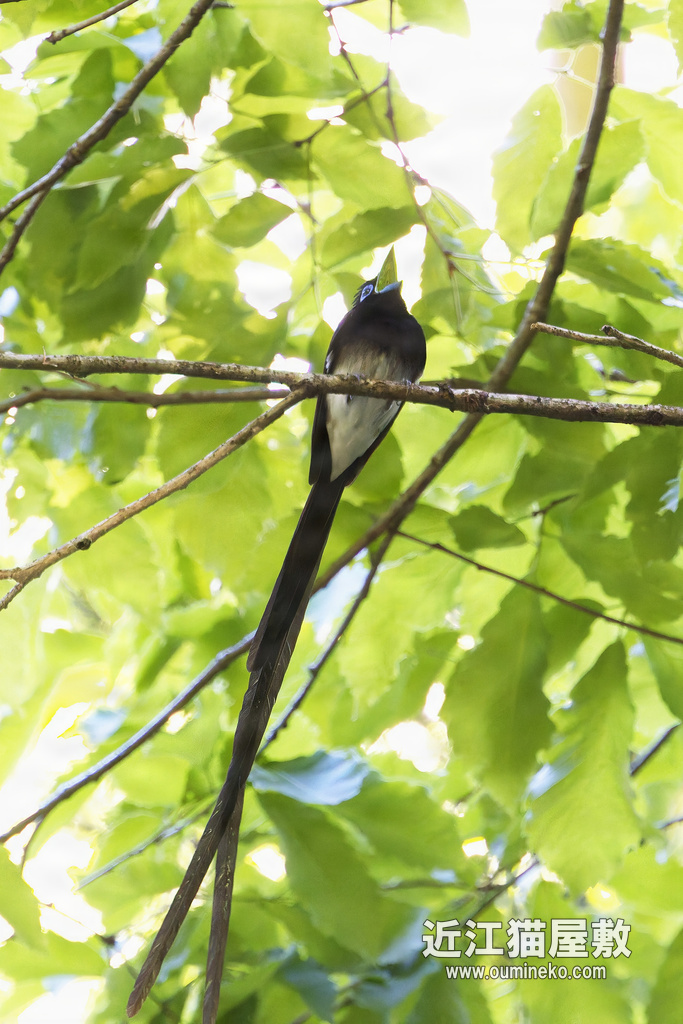 EOSで野鳥撮影 朽木 サンコウチョウの楽園