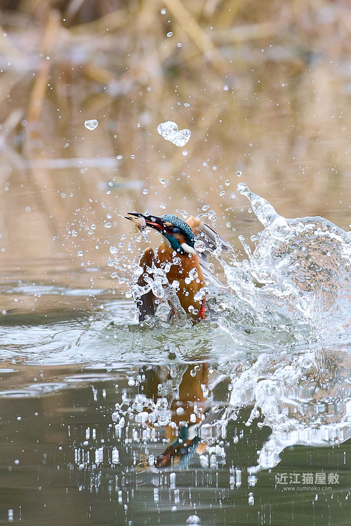 EOS R5 mark IIで野鳥撮影 3/2② 雨水のカワセミ