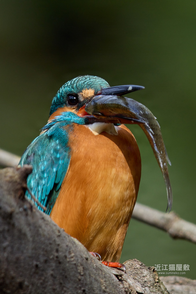 EOS-1D X mark III, R7 カワセミ 初鳥り、鳥初め | 近江猫屋敷