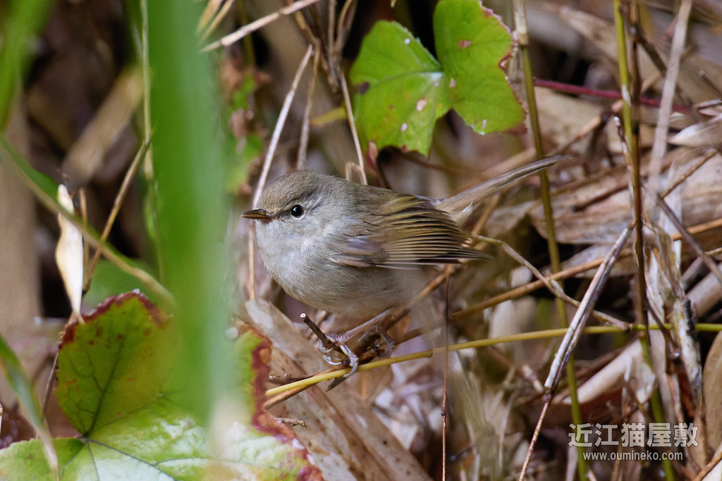 EOS R5 mark IIで野鳥撮影 ベニマシコ、ウグイス、ジョウビタキ他