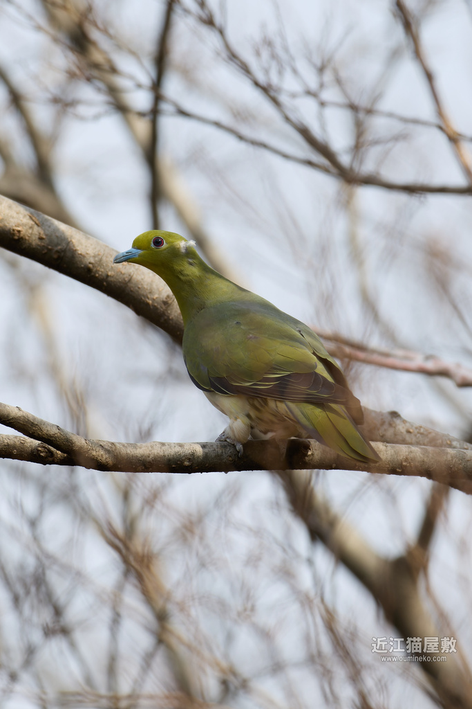 EOS R5 mark IIで野鳥撮影 カワセミ、アオバト、ルリビタキ、ベニマシコ他