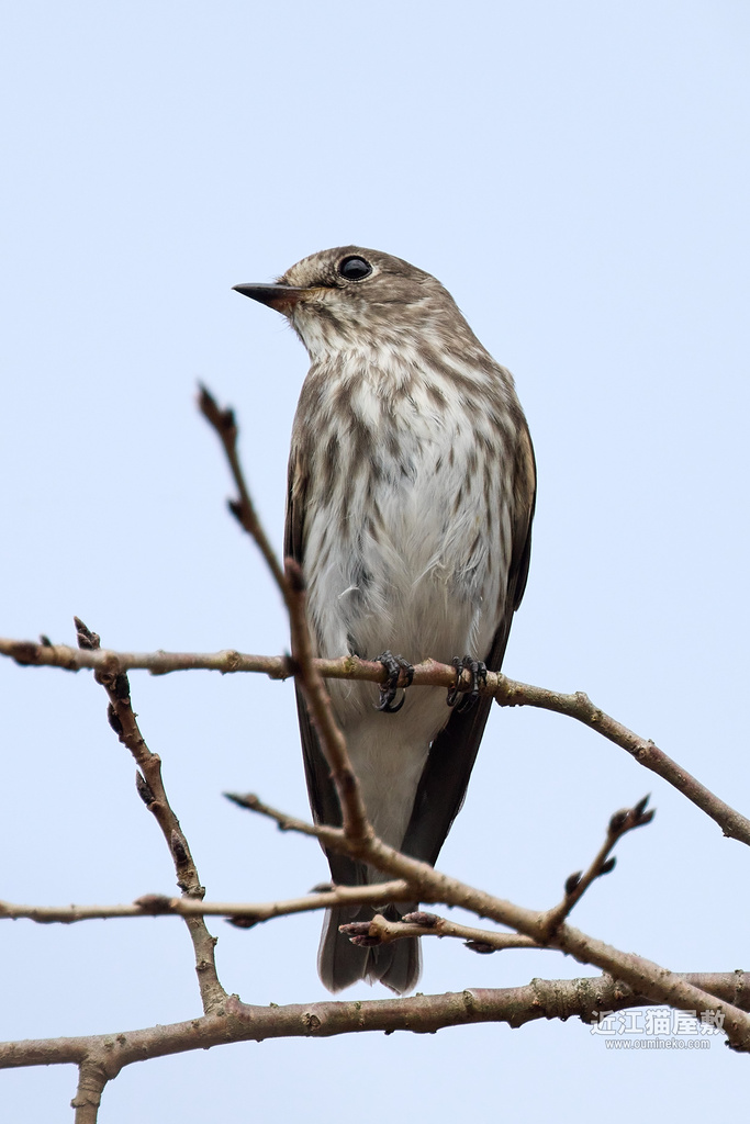 EOS R7 + EF400mm F4 DO IS II USM エゾビタキ,ジョウビタキ,キビタキ