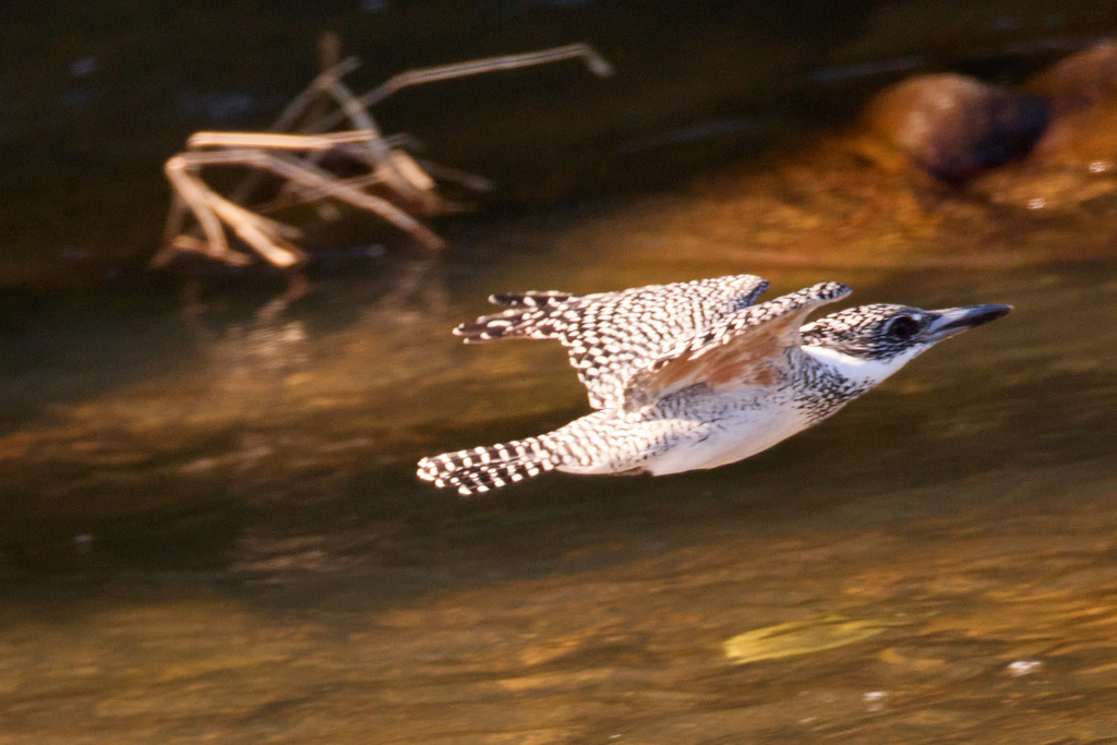 EOS R7 + EF800mm F5.6L IS USM 榛原ヤマセミ、コゲラ、カケス