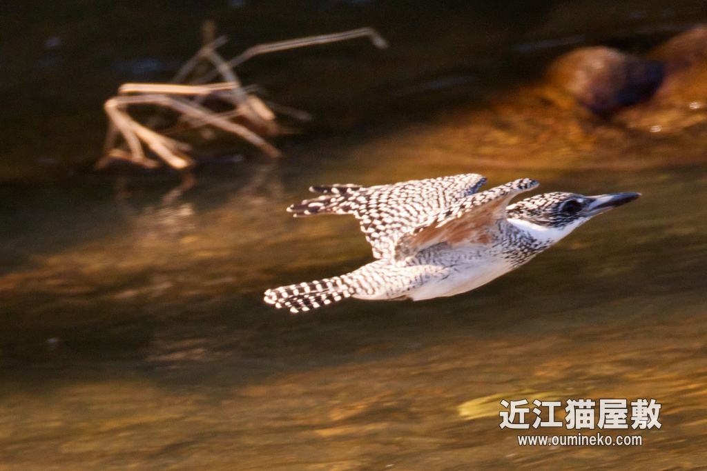 EOS R7 + EF800mm F5.6L IS USM 榛原ヤマセミ、コゲラ、カケス