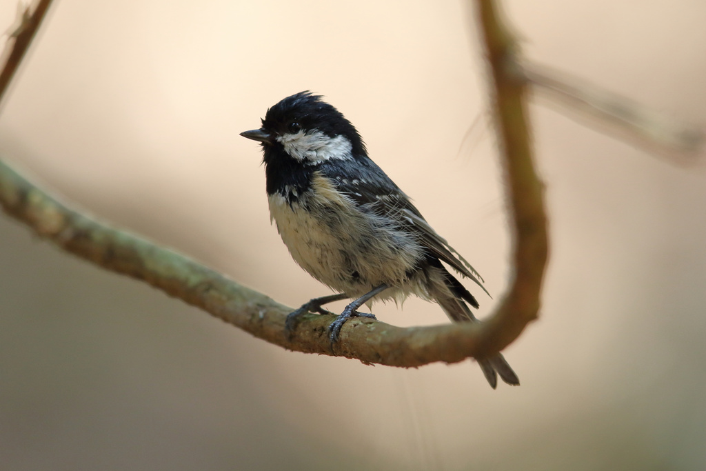 滋賀 近くのダム シジュウカラ、カワセミ EOS-1D X Mark II + EF600F4L