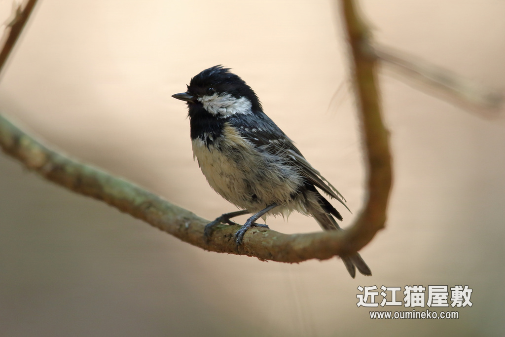 滋賀 近くのダム シジュウカラ、カワセミ EOS-1D X Mark II + EF600F4L