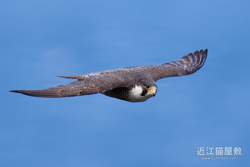 EOS R5 mark IIで野鳥撮影 ハヤブサ