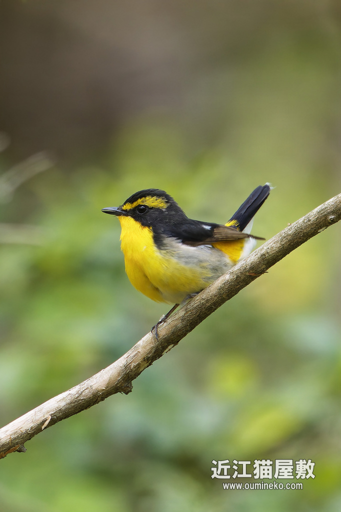 野鳥撮影日記 朽木 キビタキ、センダイムシクイ(PX1100 / EOS R7 + EF400mm F4 DO IS II USM)