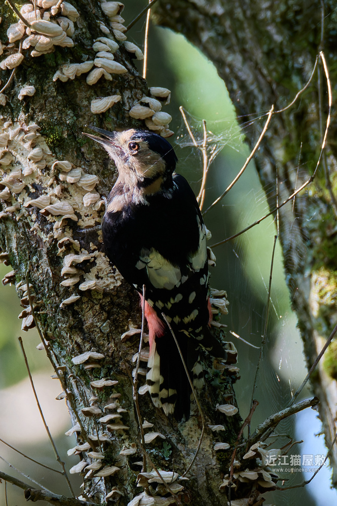 EOS R7で野鳥撮影 朽木 アオゲラ、アカゲラ、オオアカゲラ