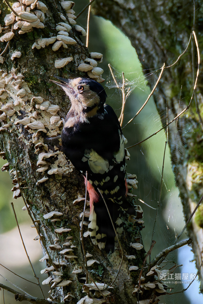 EOS R7で野鳥撮影 朽木 アオゲラ、アカゲラ、オオアカゲラ