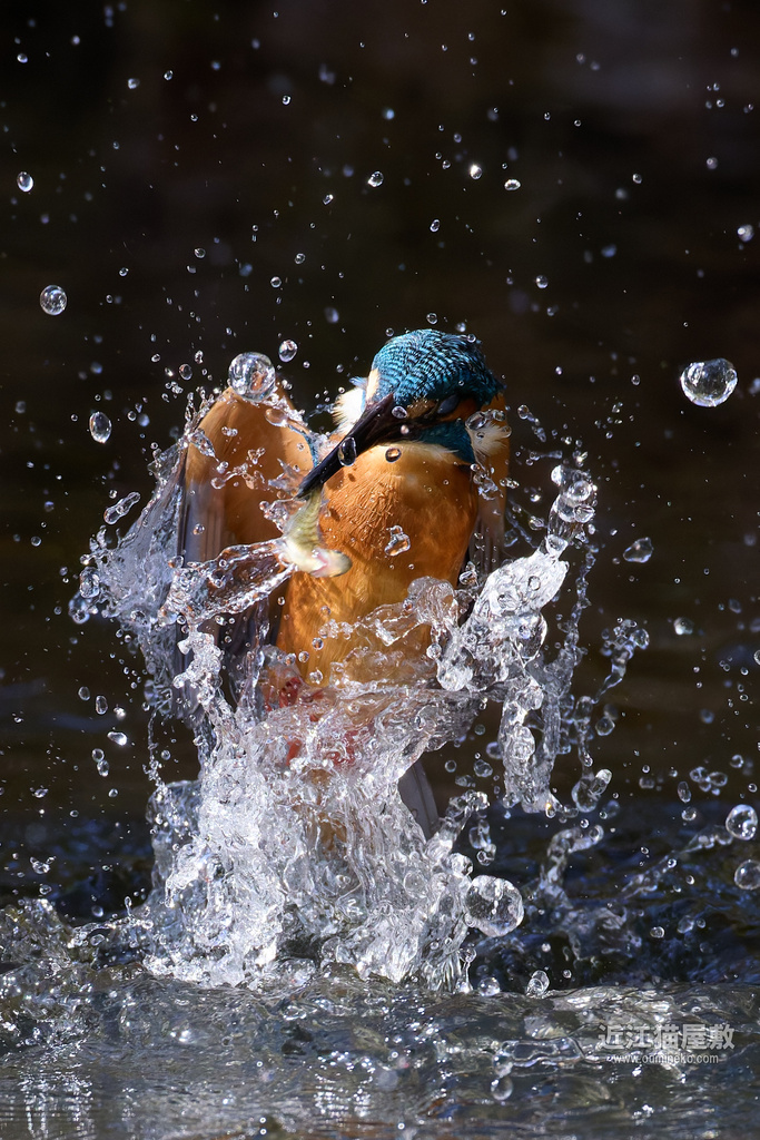 EOS R5 mark II,R7で野鳥撮影 ベニマシコ、ルリビタキ、ミヤマホオジロ、カシラダカ、カワセミ他