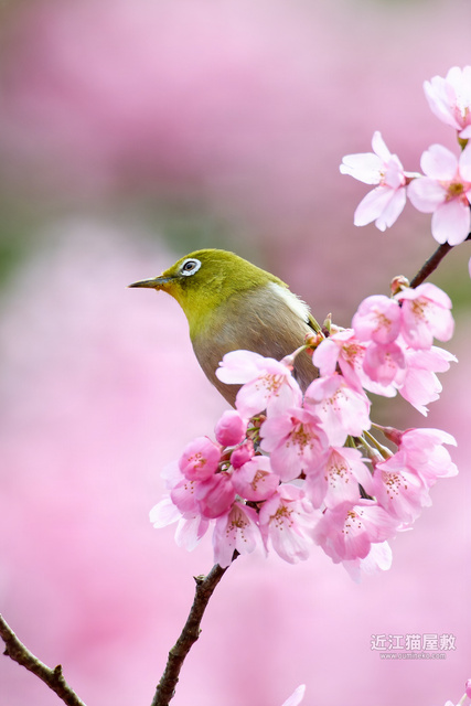 EOS R5 mark IIで野鳥撮影 桜メジロ、コゲラ巣穴掘り、ウグイス