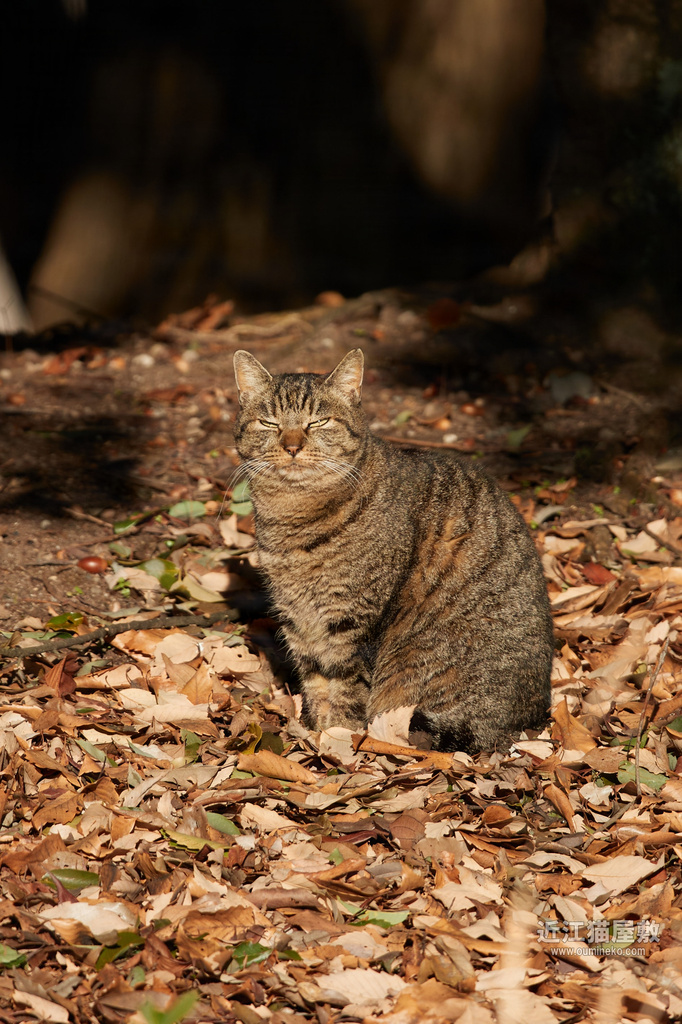 EOS-1D X mark III + EF600mm F4L IS II USM カワセミ