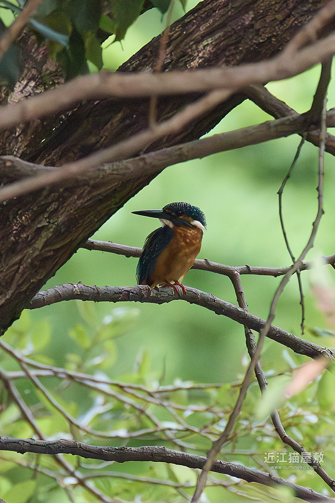 EOS R5 mark IIで野鳥撮影 ファーストインプレッション、カワセミ証拠写真