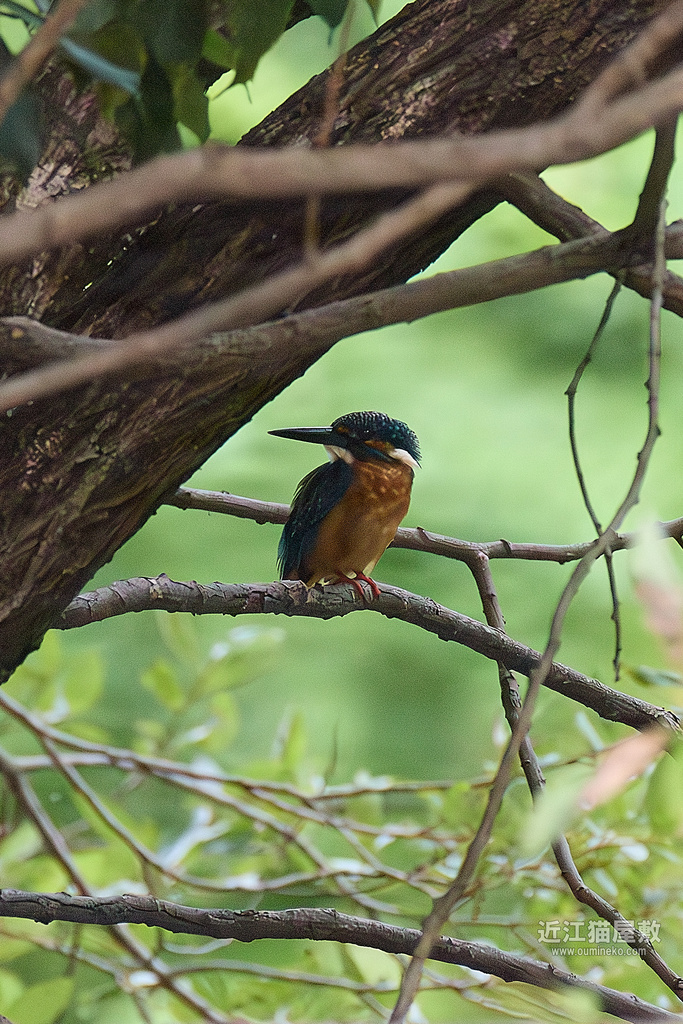 EOS R5 mark IIで野鳥撮影 ファーストインプレッション、カワセミ証拠写真