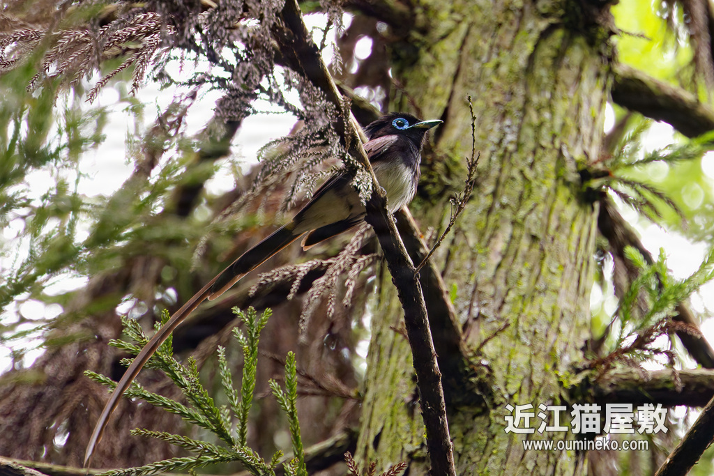 EOSで野鳥撮影 朽木・大津 まだ撮れたサンコウチョウ、アオバズク