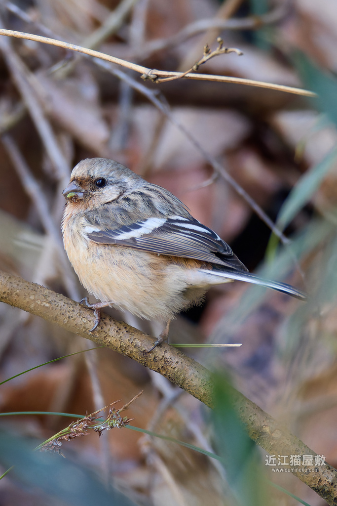 EOS R7で野鳥撮影 ベニマシコ、アカゲラ、カケス他