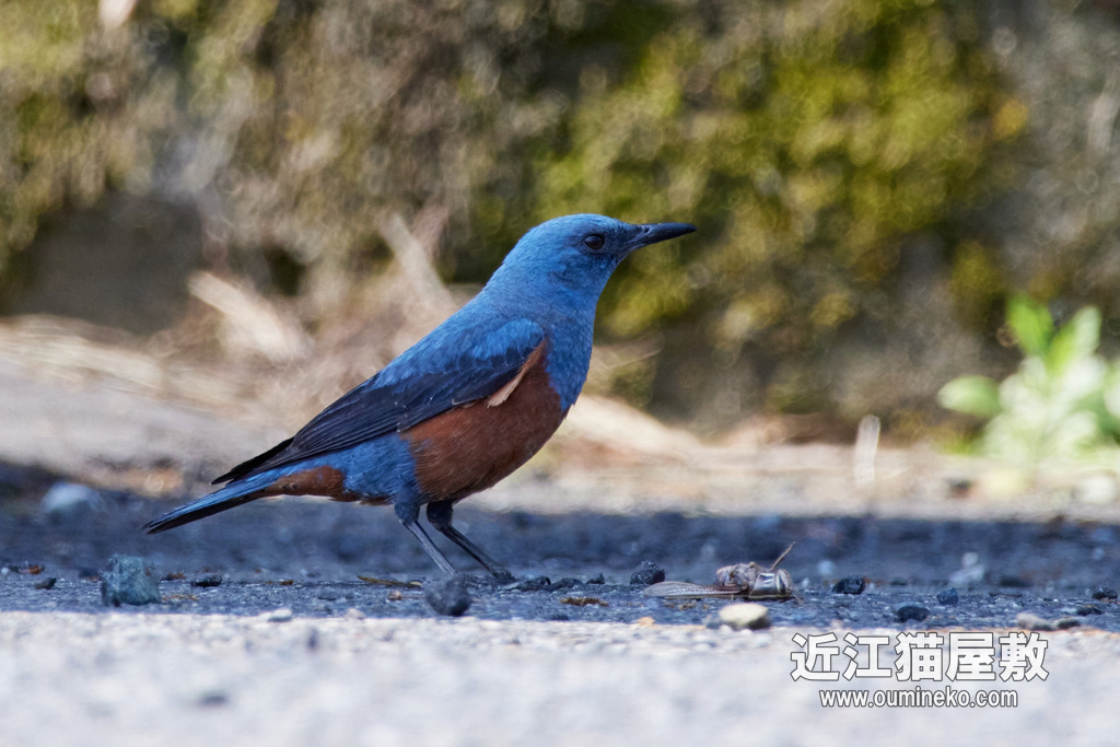 近場のロケハン part.1 EOS R5+RF100-400