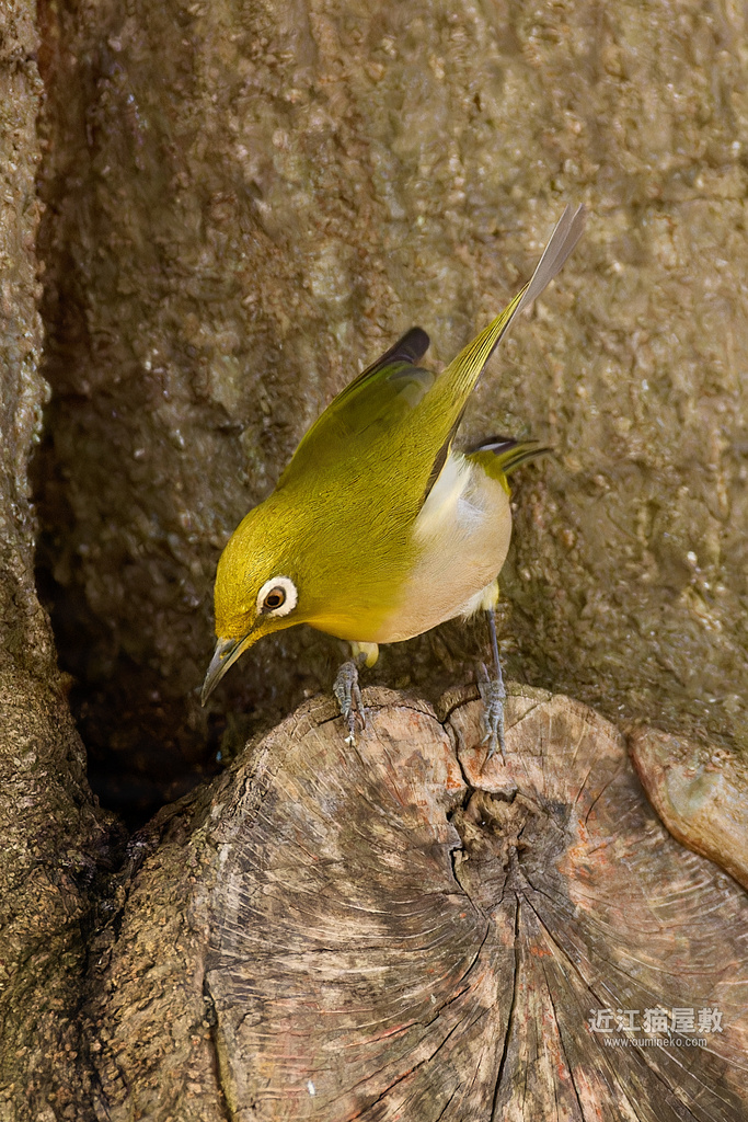 EOS R3/R7+RF200-800mm F6.3-9 IS USM 散歩