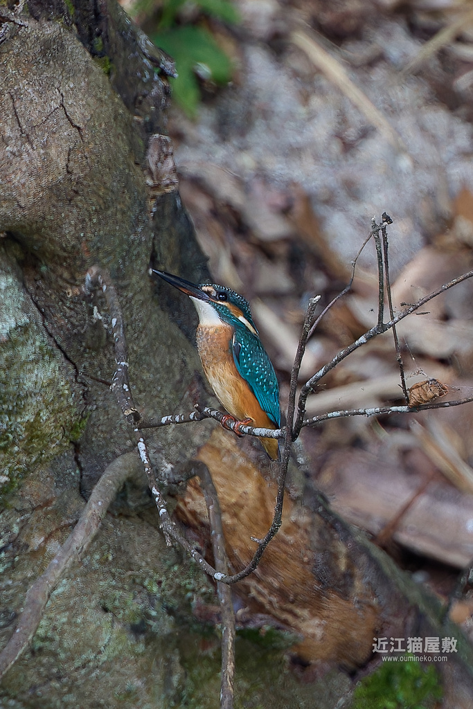 EOS R7で野鳥撮影 EF400mm F4 DO IS II USM カワセミ、ツバメ