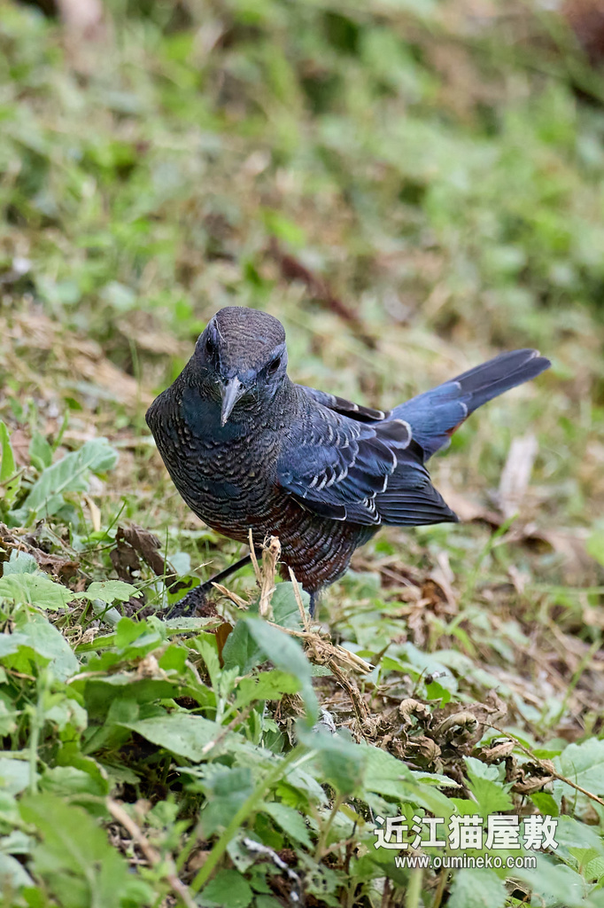 EOS R7 + RF600mm F4L IS USM カワセミ、イソヒヨドリ