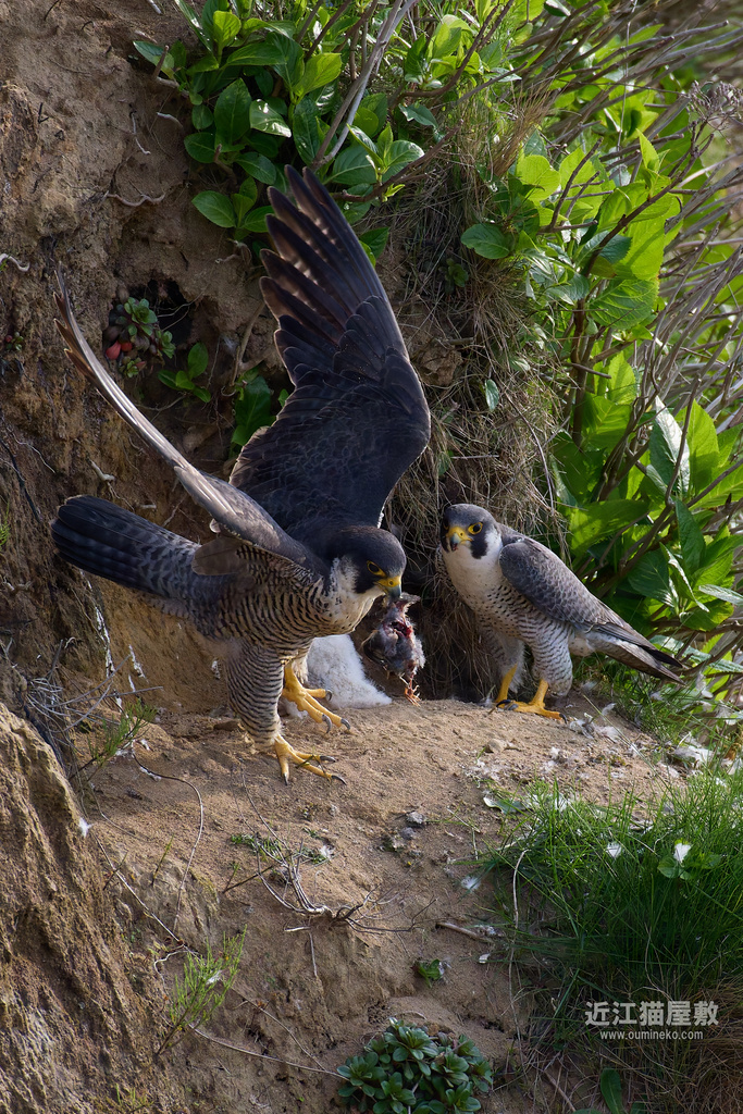 EOS R5 mark IIで野鳥撮影 2025年 ハヤブサ撮影日記 | 近江猫屋敷