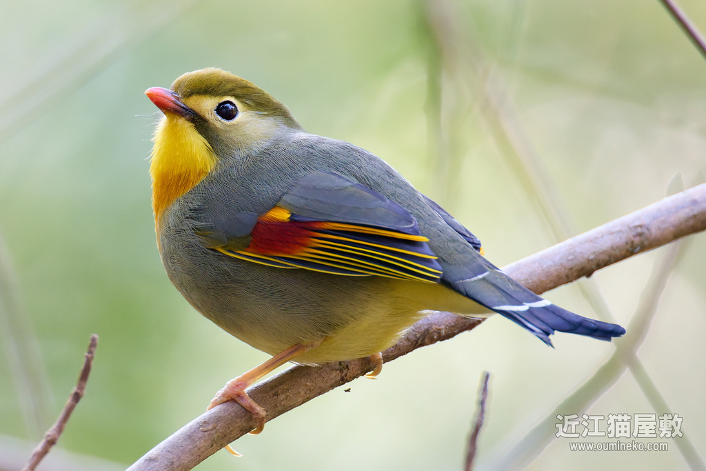 EOS R5 mark II,R7で野鳥撮影 ベニマシコ、カシラダカ、ミヤマホオジロ、ソウシチョウ他