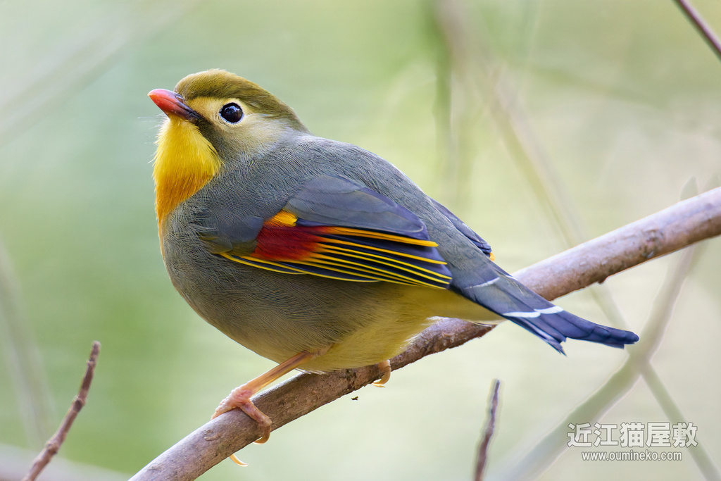 EOS R5 mark II,R7で野鳥撮影 ベニマシコ、カシラダカ、ミヤマホオジロ、ソウシチョウ他