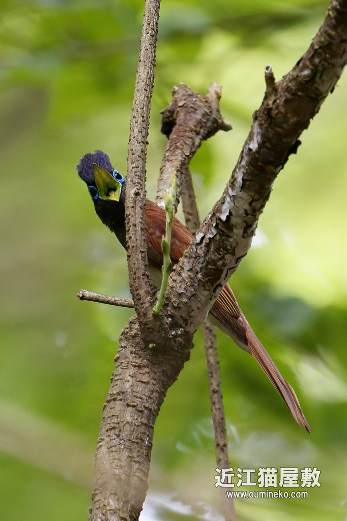 EOSで野鳥撮影 朽木 サンコウチョウ、オオルリ、キビタキ、サンショウクイ、キバシリ他
