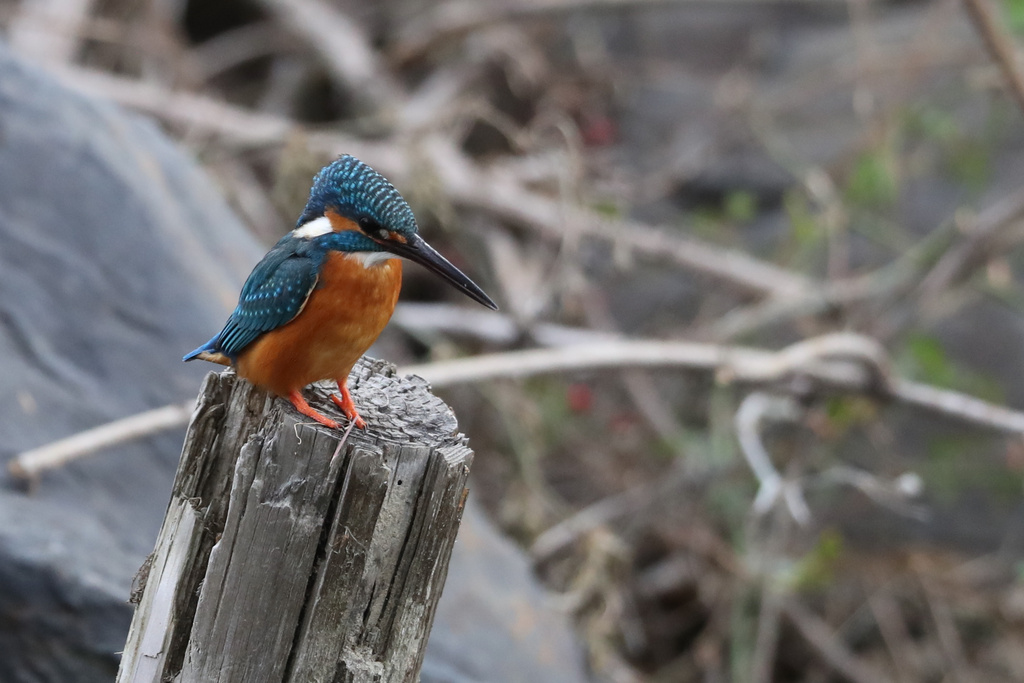 カワセミ 京都の川 EOS-1D X Mark II + EF600F4L