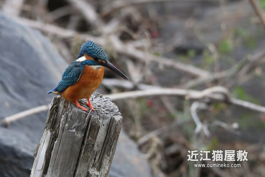 カワセミ 京都の川 EOS-1D X Mark II + EF600F4L