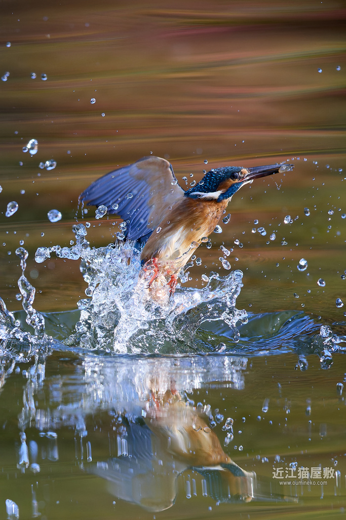 EOS R5 mark IIで野鳥撮影 カワセミ、シロハラ他