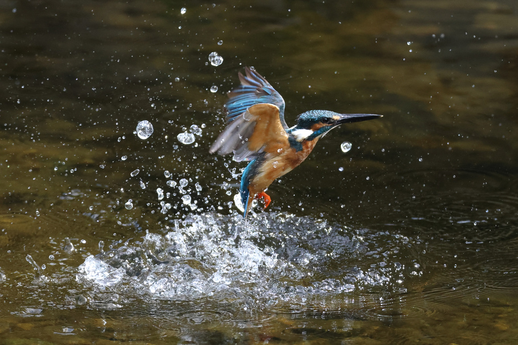 EOS R7 + RF600mmF4L カワセミ飛び込み撮影、榛原ヤマセミ