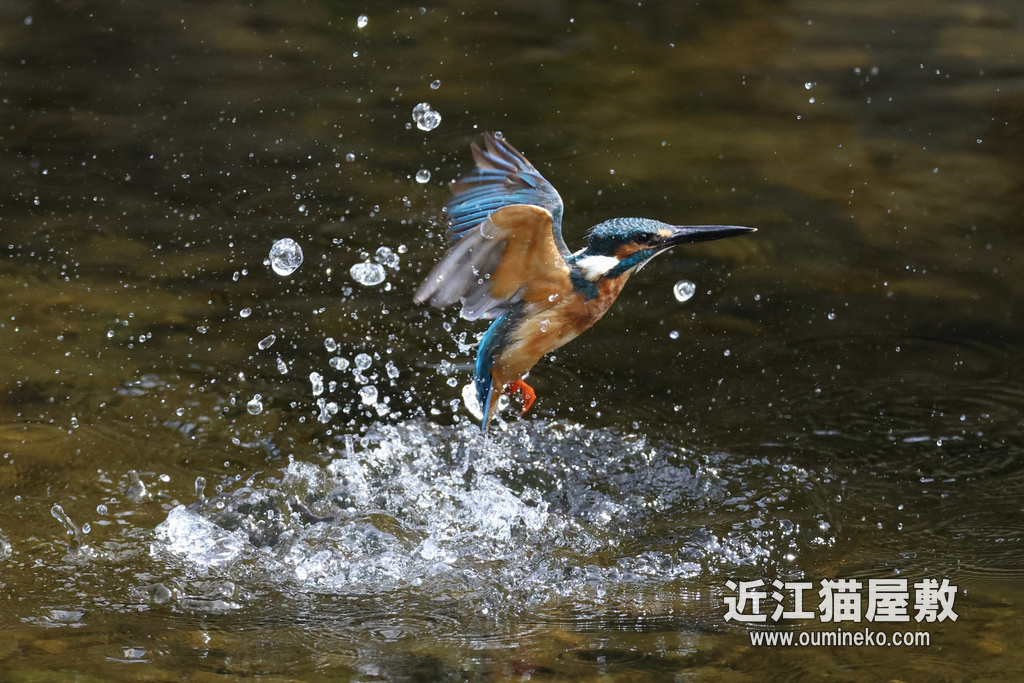 EOS R7 + RF600mmF4L カワセミ飛び込み撮影、榛原ヤマセミ