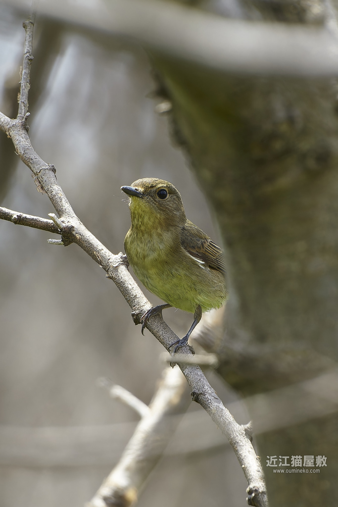 EOS,αで野鳥撮影 RAW現像と機材