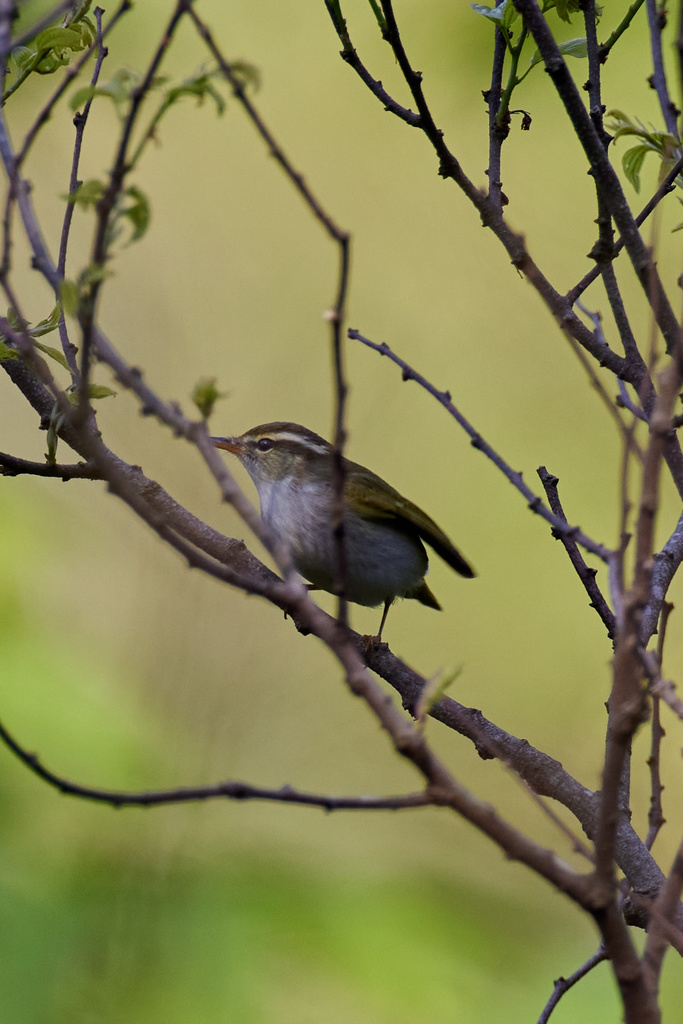 石川県民海浜公園 オオルリ、マミチャジナイ、センダイムシクイ EOS R5+RF600F4L
