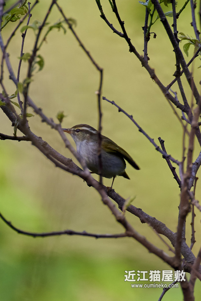 石川県民海浜公園 オオルリ、マミチャジナイ、センダイムシクイ EOS R5+RF600F4L