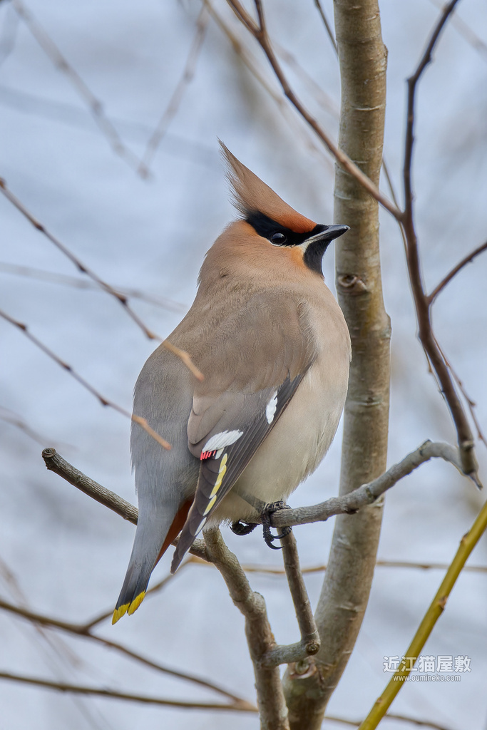 EOS R3,R7で野鳥撮影(PART.2) キレンジャク、ヒレンジャク、ツグミ、他