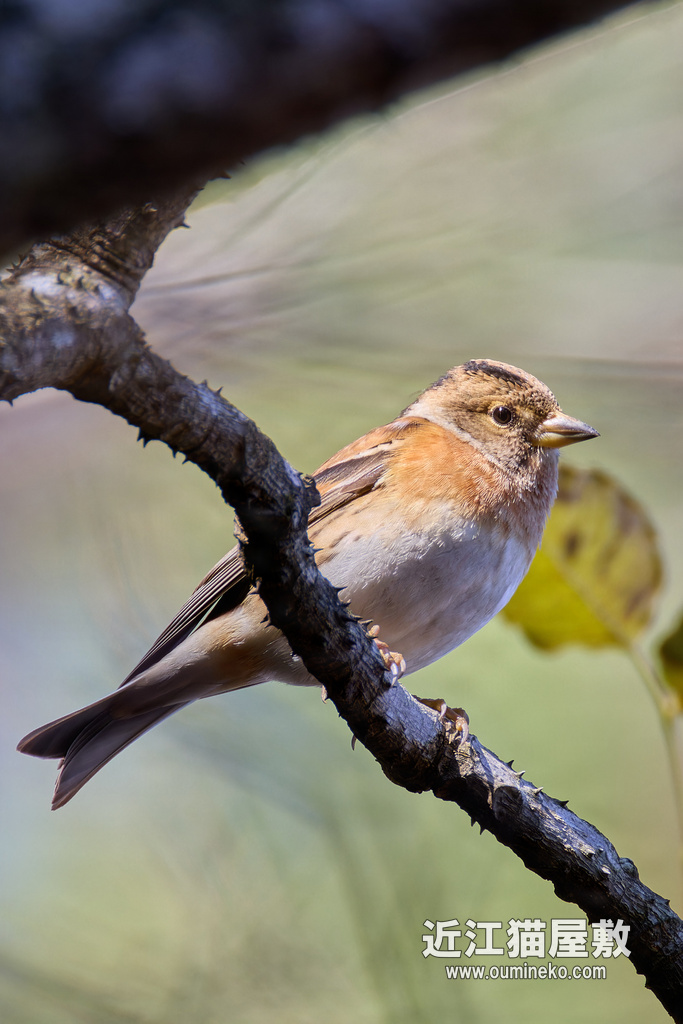 EOS R7+RF200-800mm F6.3-9 IS USM とまりもの検証中&散策&感想 | 近江