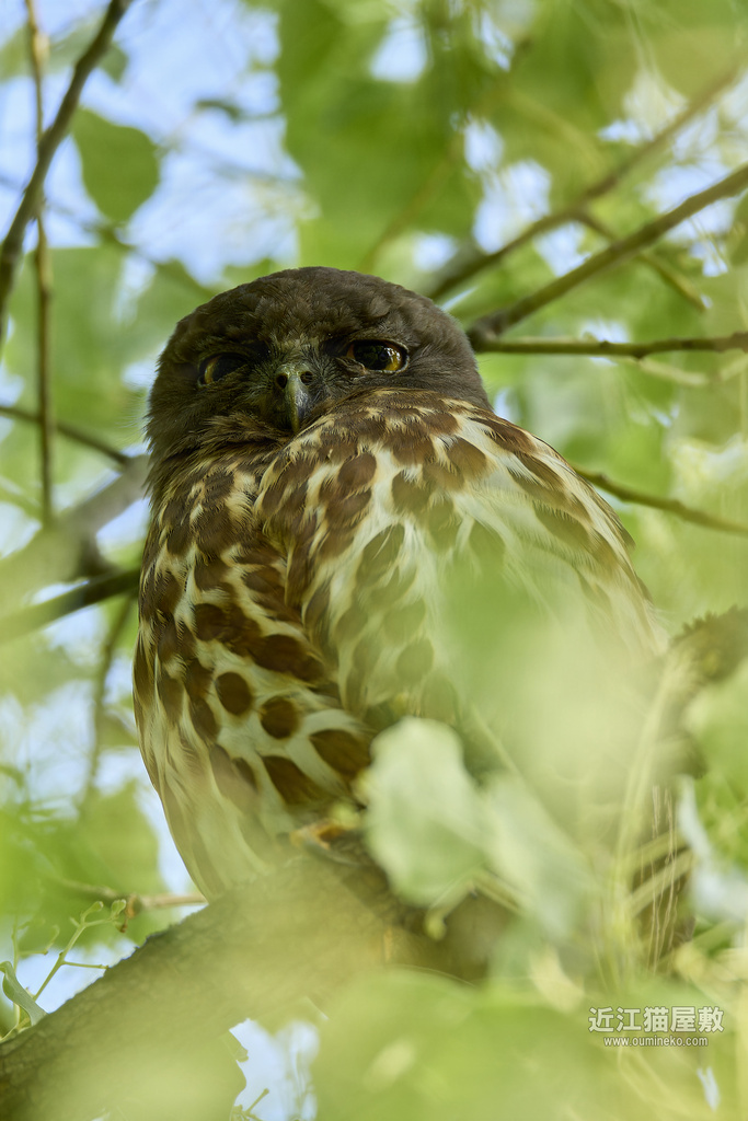 EOS R7,1DX3で野鳥撮影 アオバズク、サンショウクイ、キビタキ他