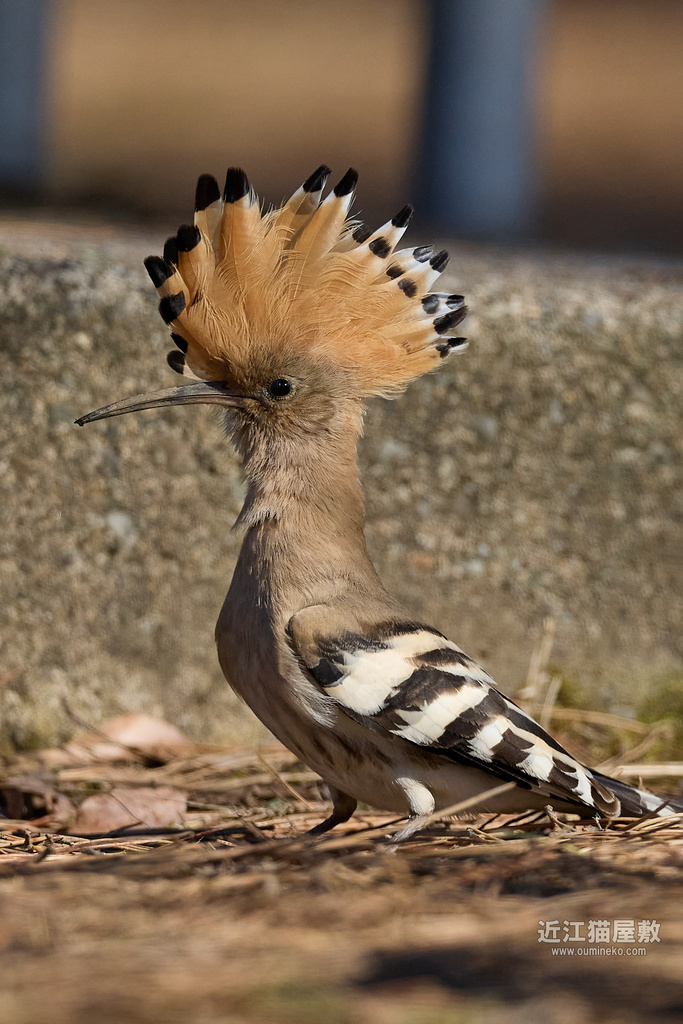 EOS R5 mark IIで野鳥撮影 3/9 ヤツガシラ