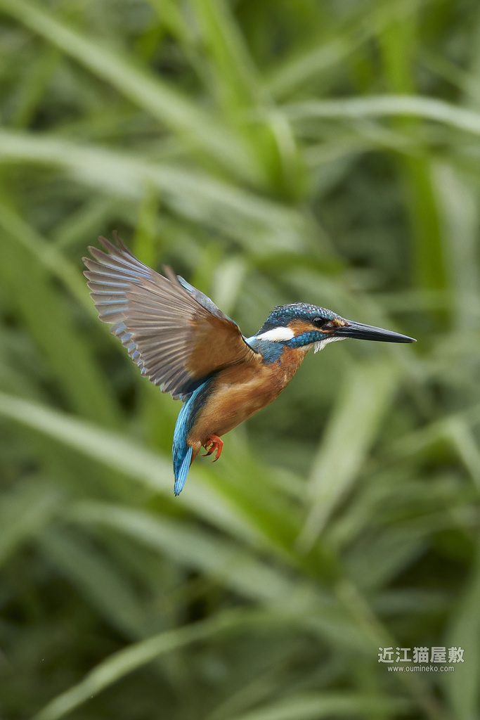 EOS-1D X mark IIIで野鳥撮影 カワセミ、ツバメ、ヒヨドリ