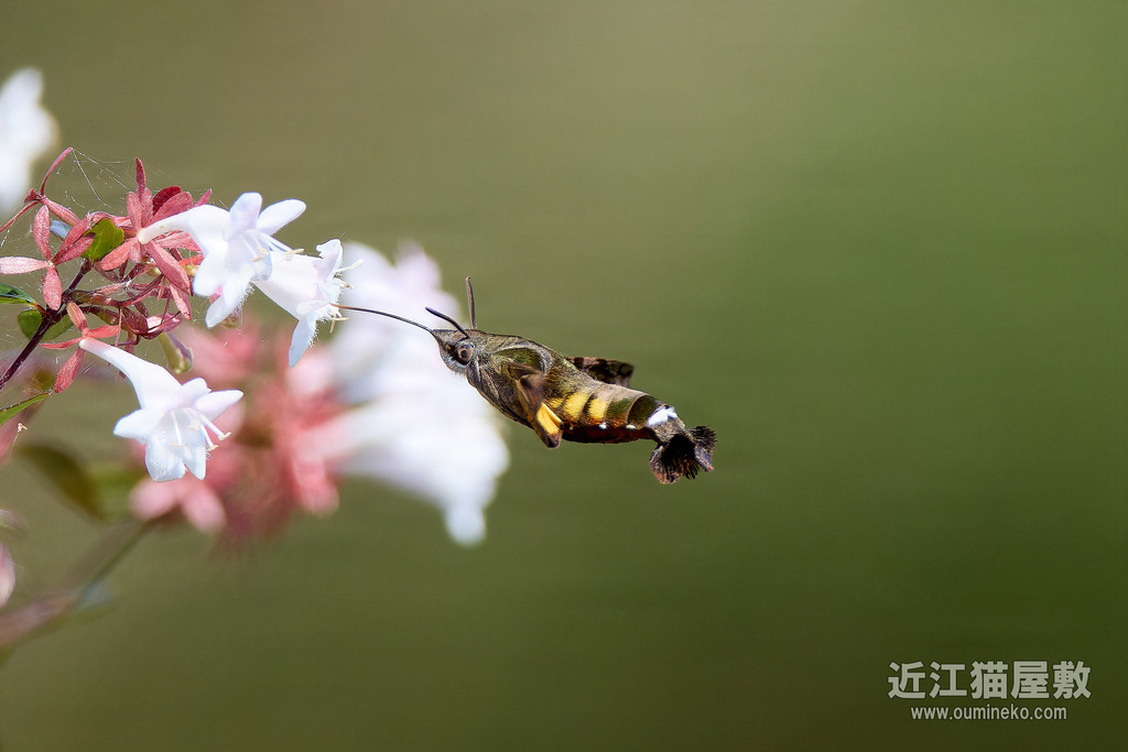 EOS R7で昆虫撮影 ホシホウジャク